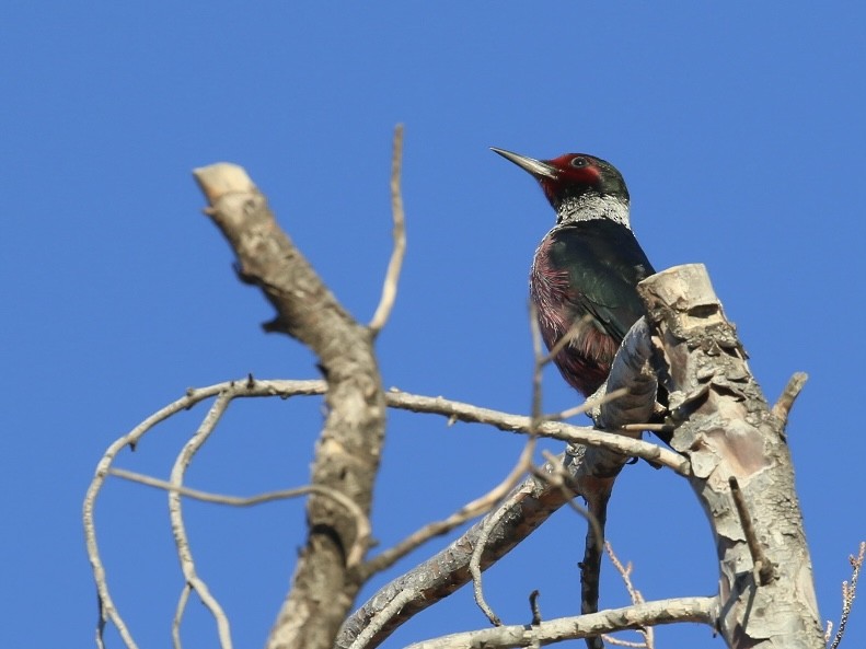 Lewis's Woodpecker - ML644927385
