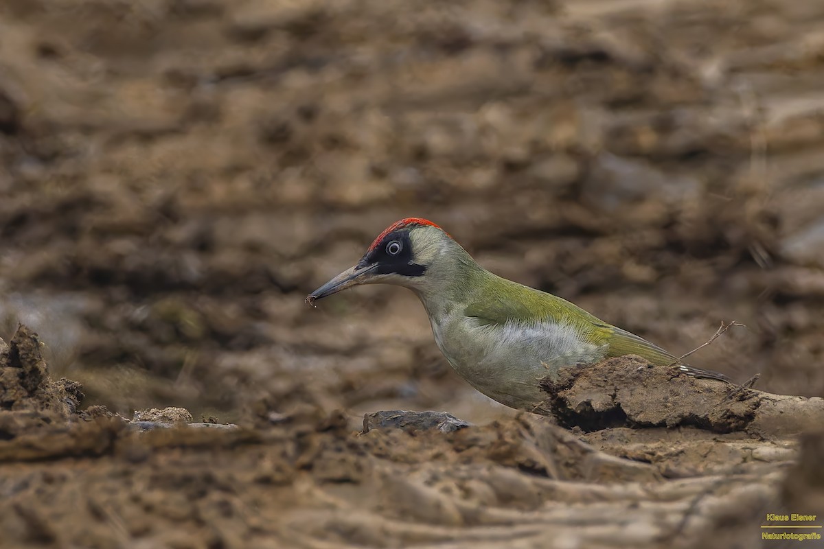 Eurasian Green Woodpecker - ML644927388