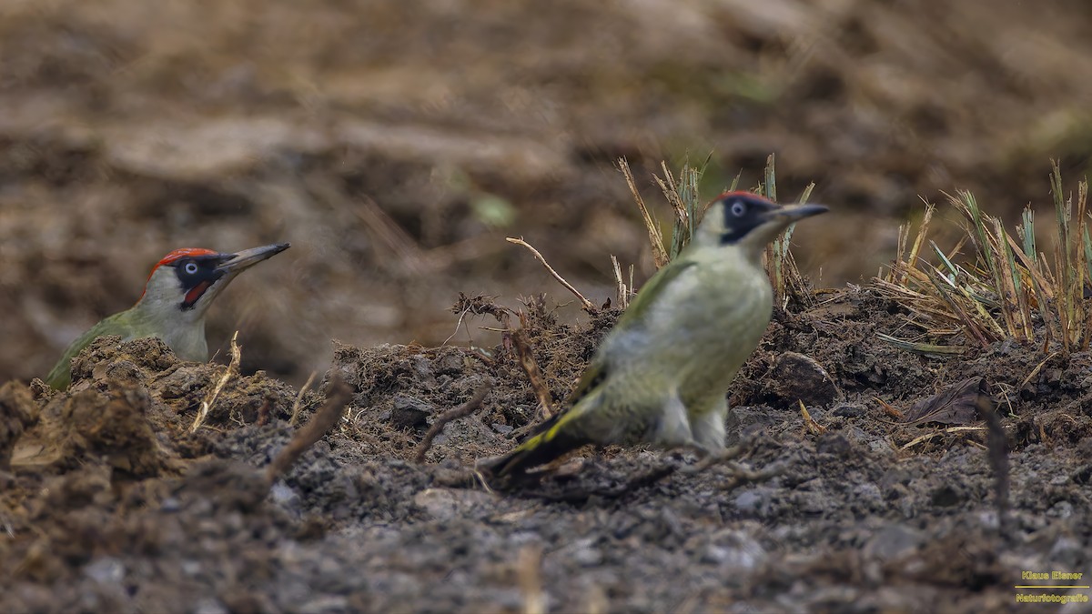 Eurasian Green Woodpecker - ML644927389