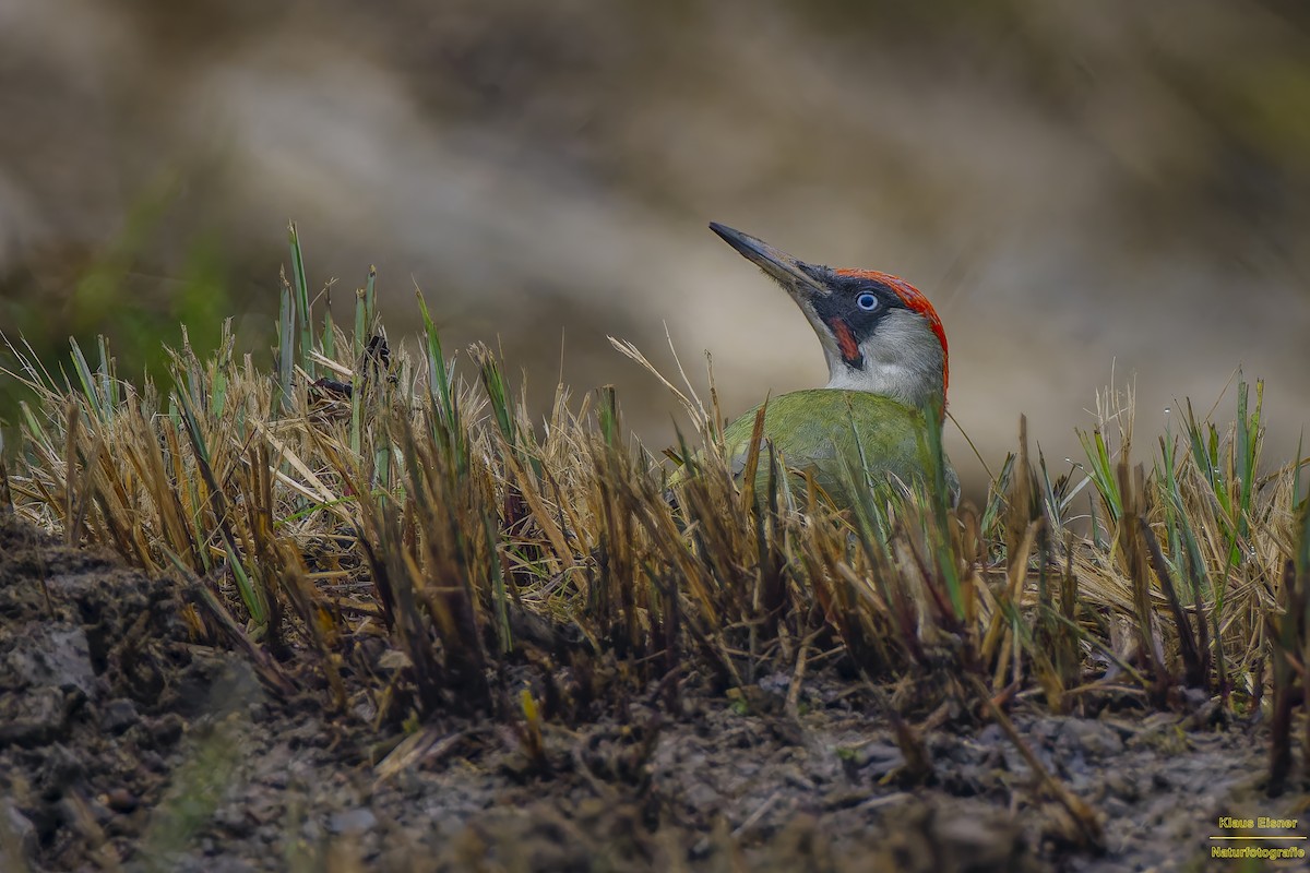 Eurasian Green Woodpecker - ML644927390