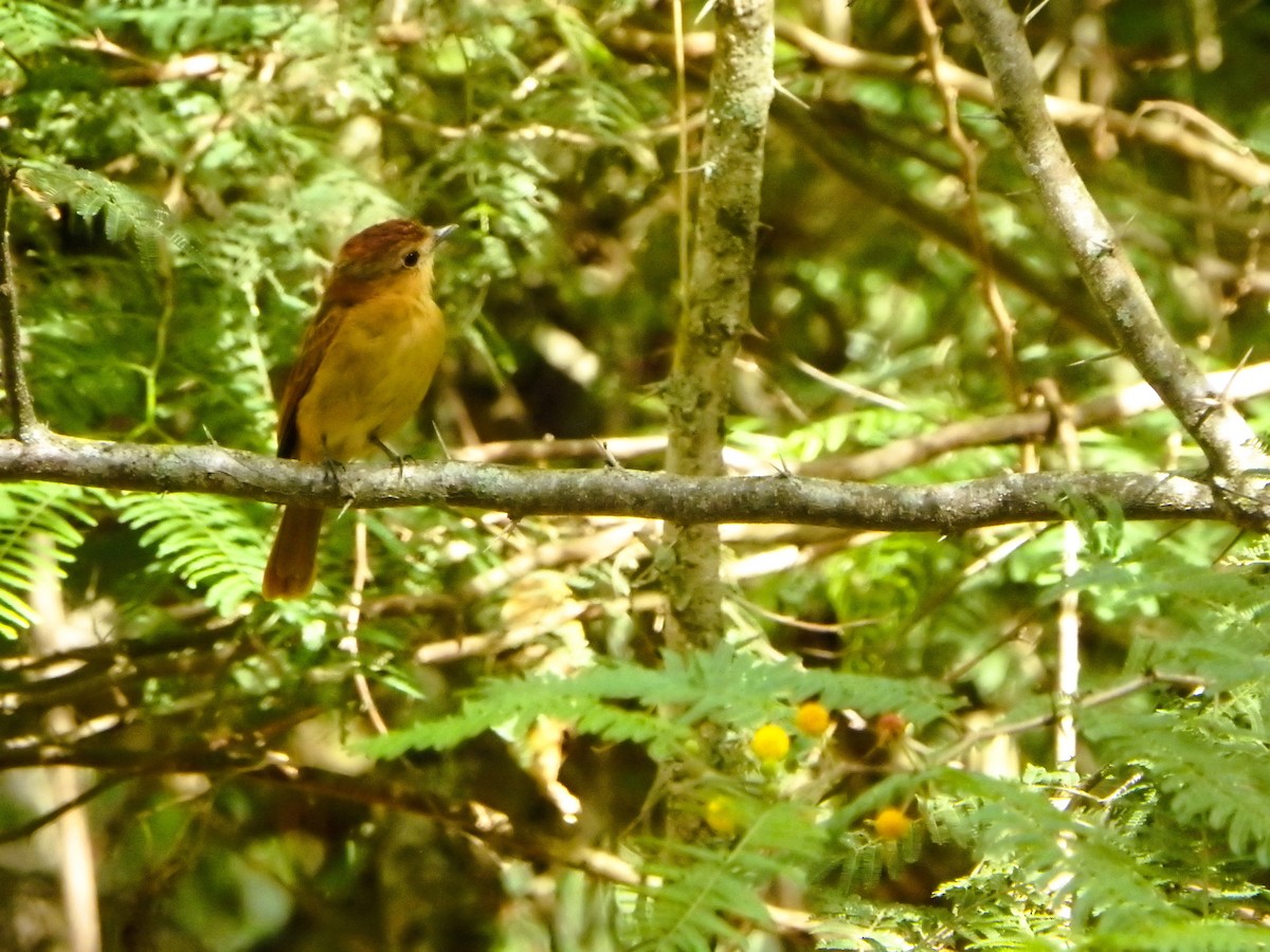 Chestnut-crowned Becard - ML644927392