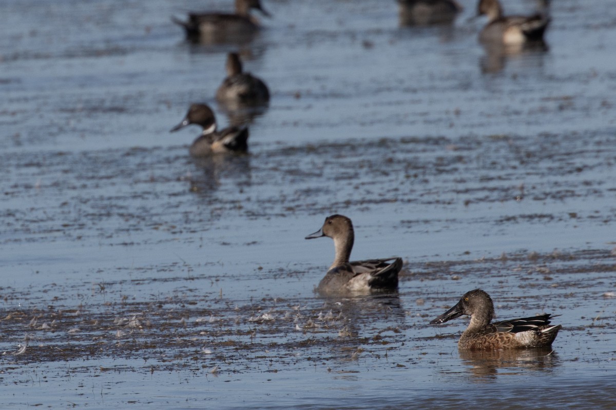 Northern Shoveler - ML644927394