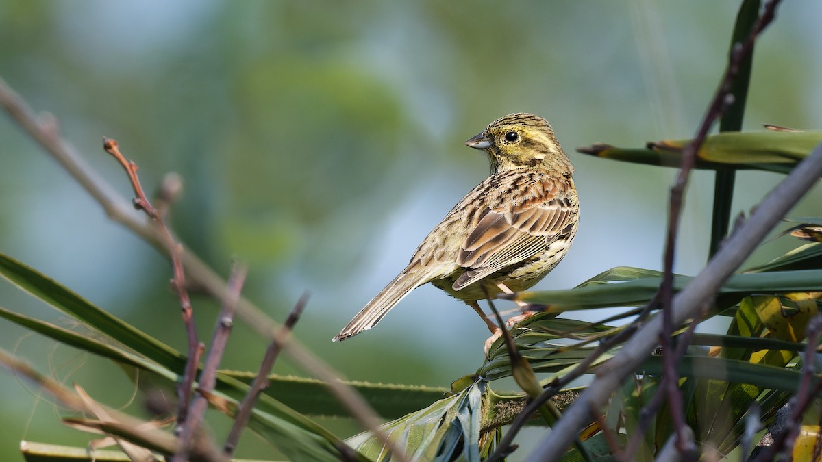 Cirl Bunting - ML644927396
