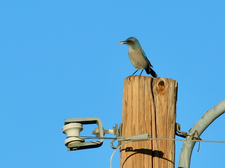 Woodhouse's Scrub-Jay - ML644927397