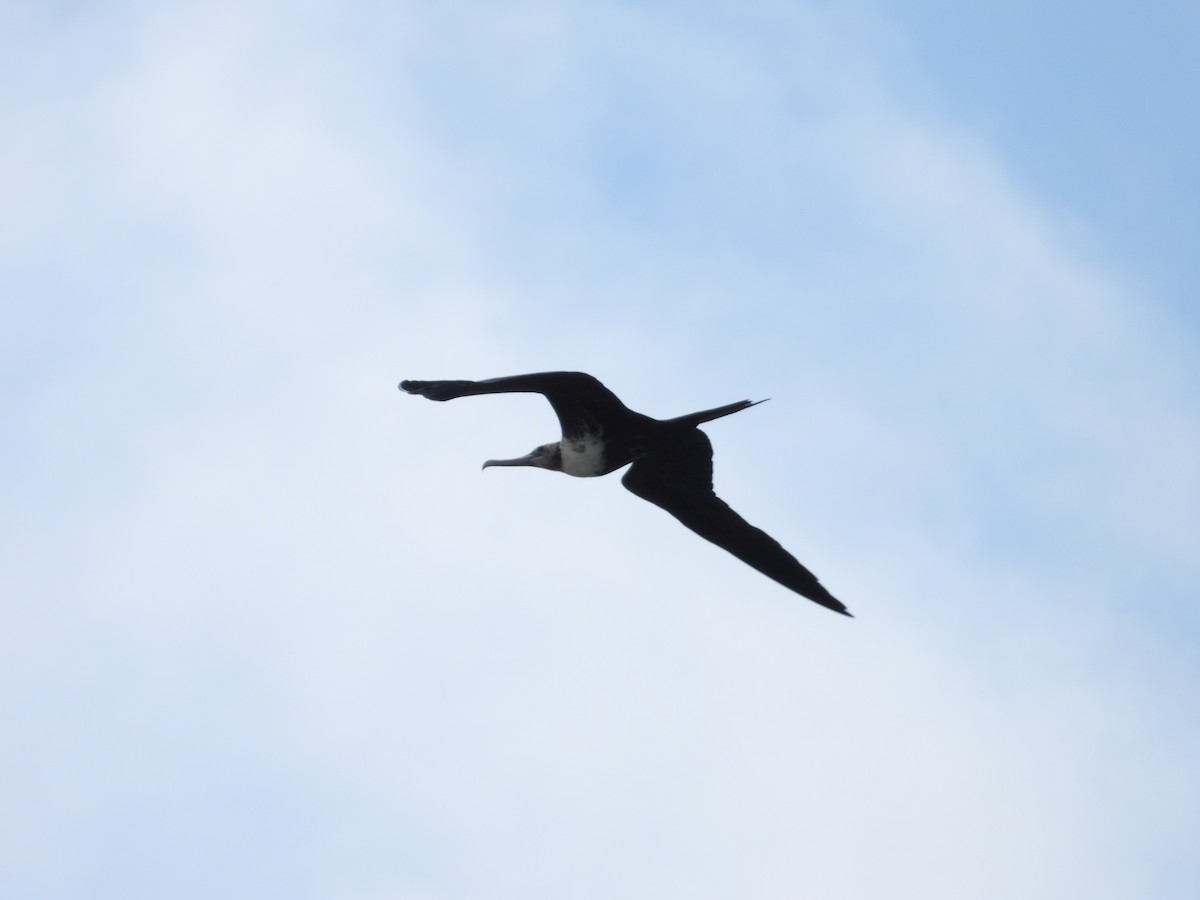 Magnificent Frigatebird - ML644927398