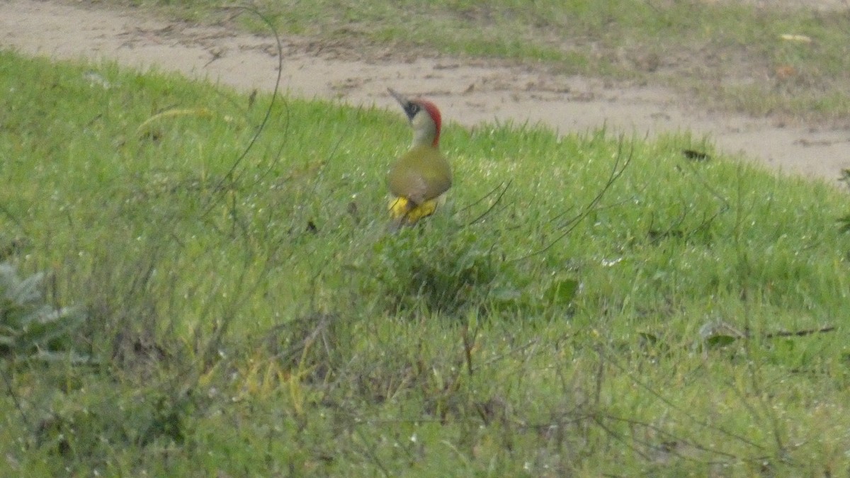 Eurasian Green Woodpecker - ML644927399