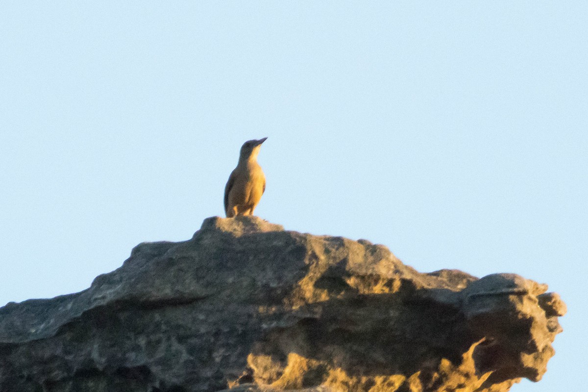 Sandstone Shrikethrush - ML644927402