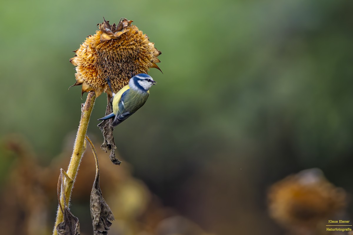 Eurasian Blue Tit - ML644927405
