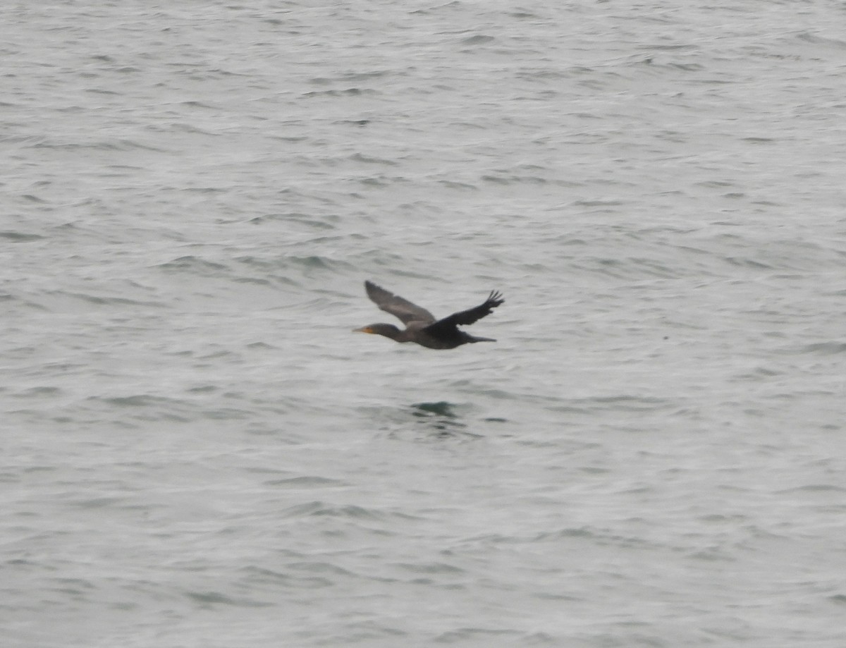 Double-crested Cormorant - ML644927406