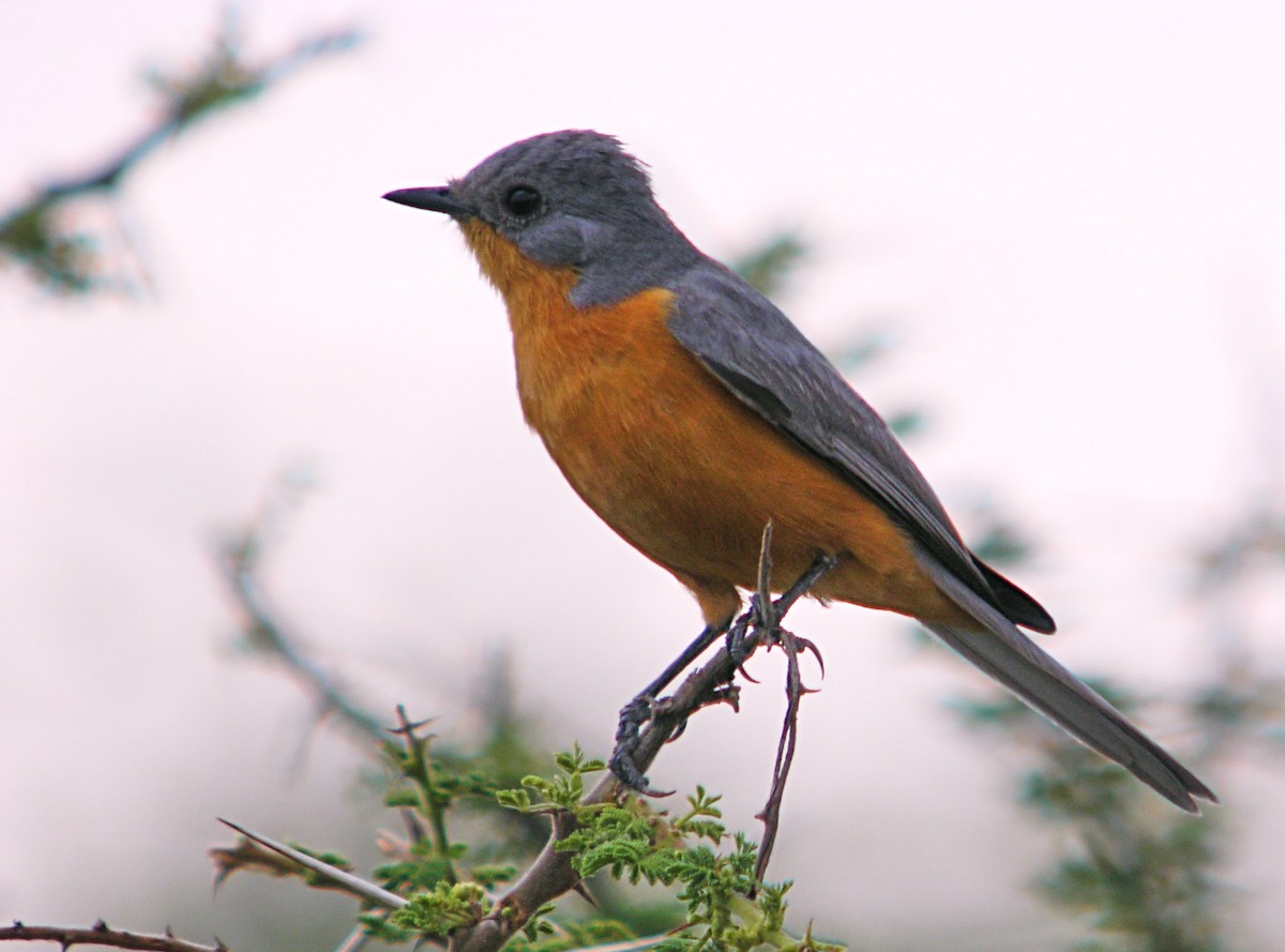 Silverbird - ML644927408