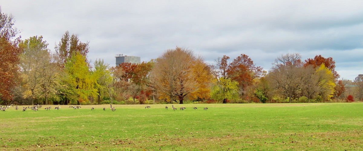 Canada Goose - ML644927410