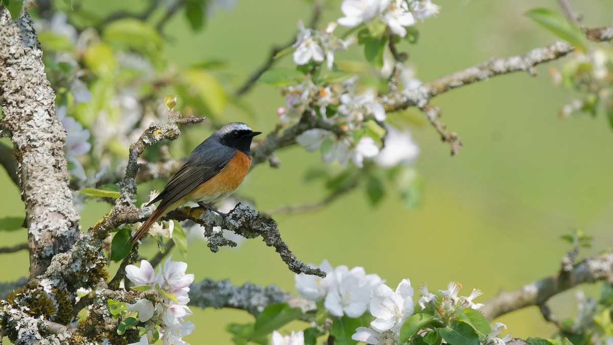 Common Redstart - ML644927413