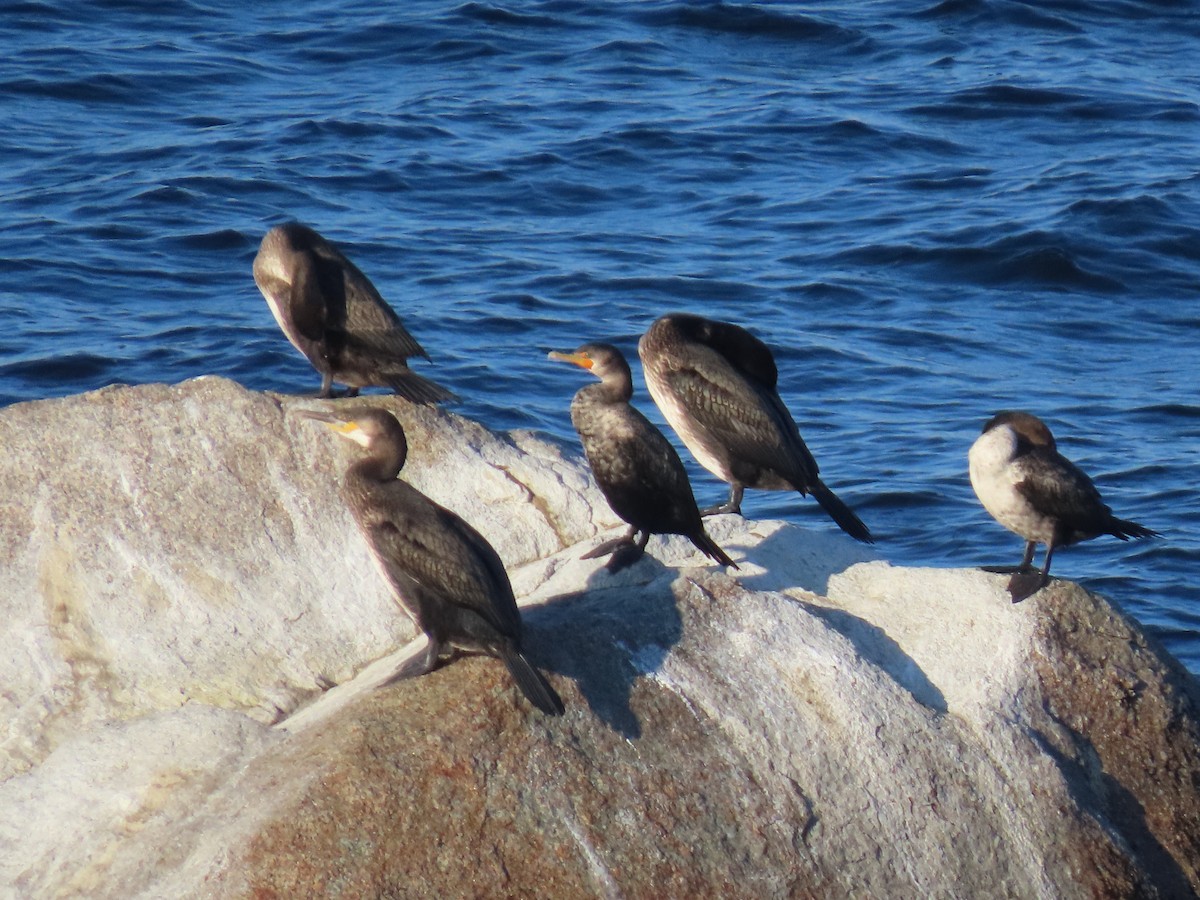 Great Cormorant - ML644927414