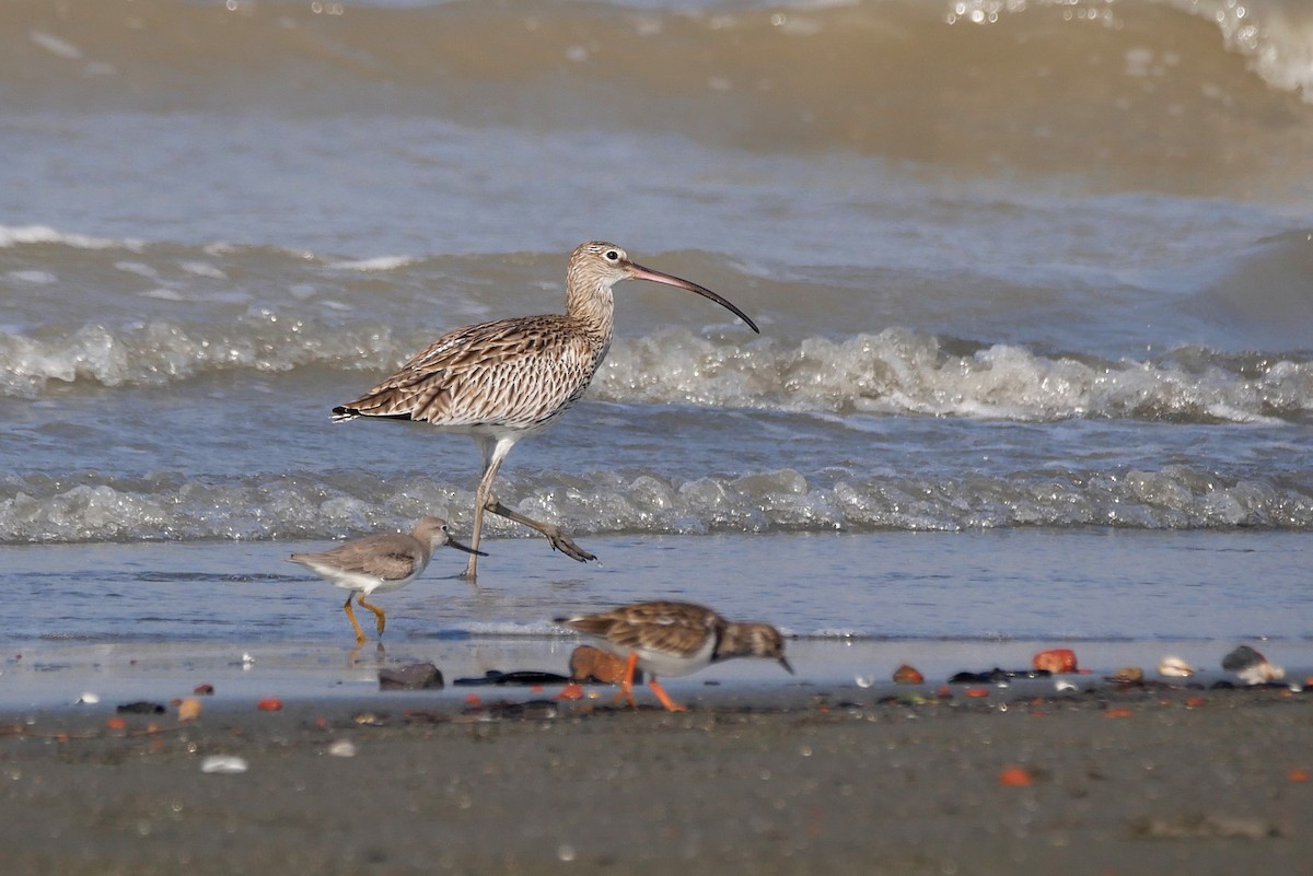 Eurasian Curlew - ML644927418