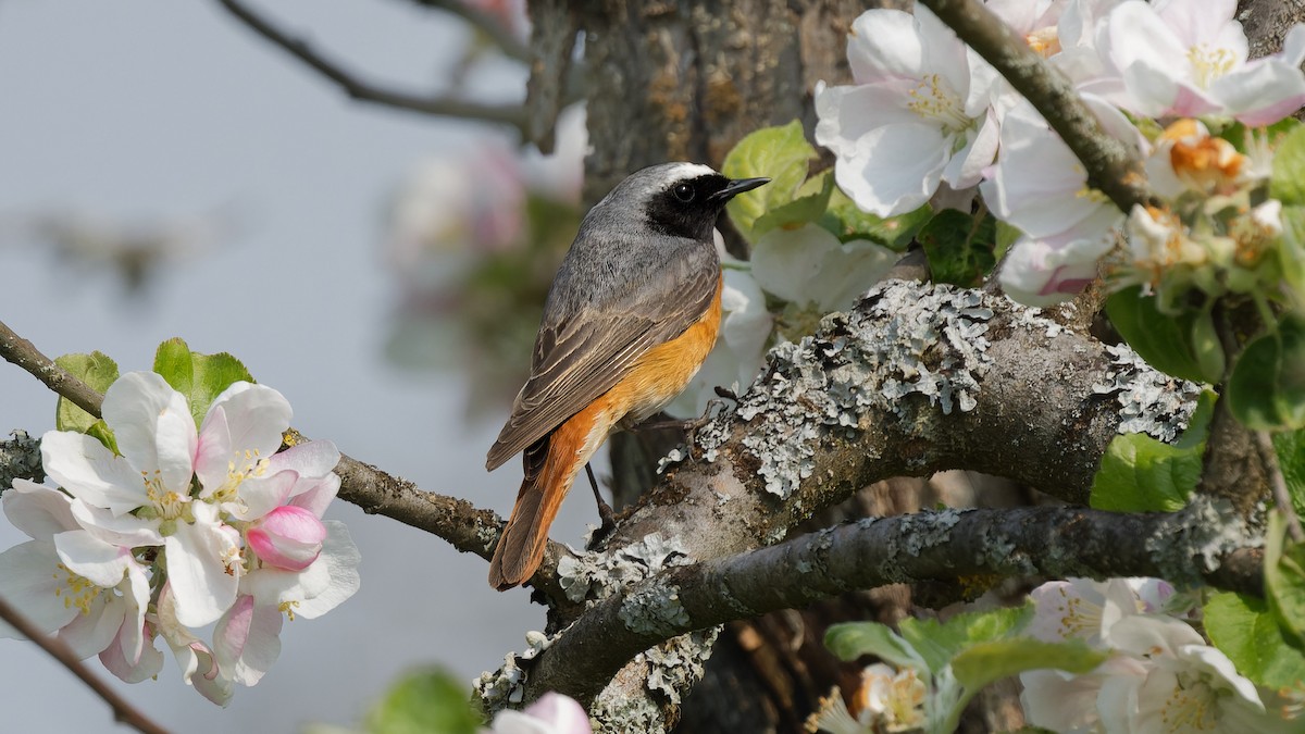Common Redstart - ML644927420