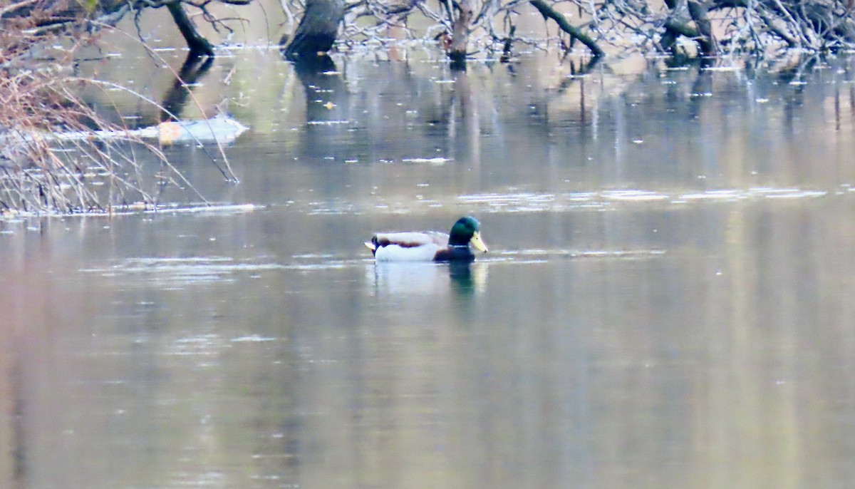 Mallard - ML644927421