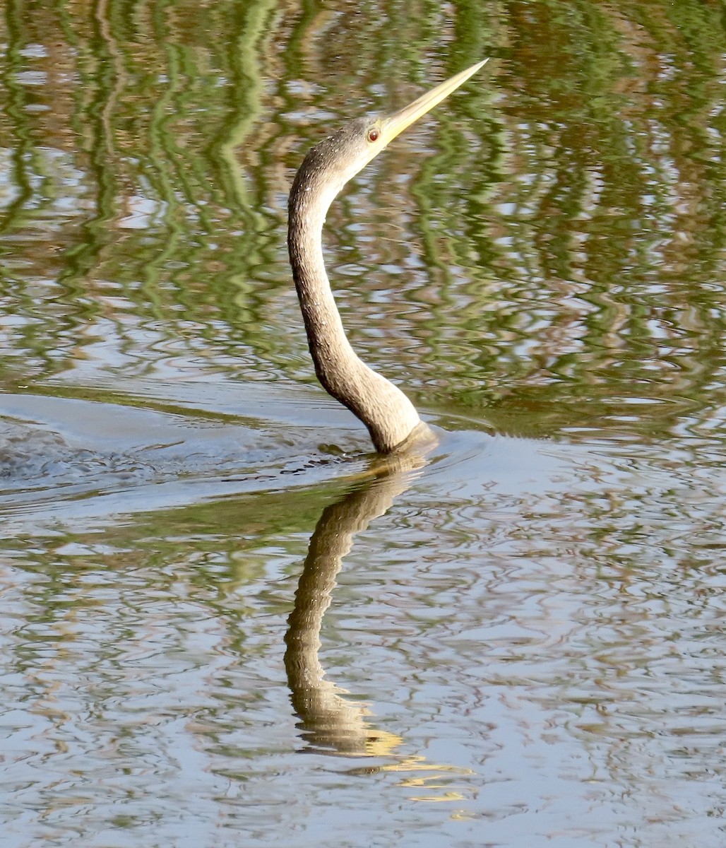 Anhinga - ML644927422