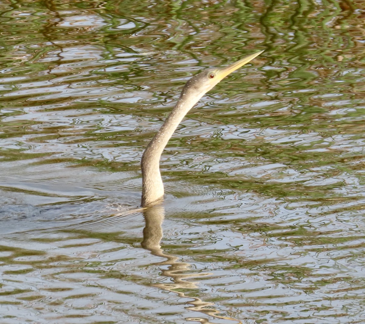 Anhinga - ML644927423