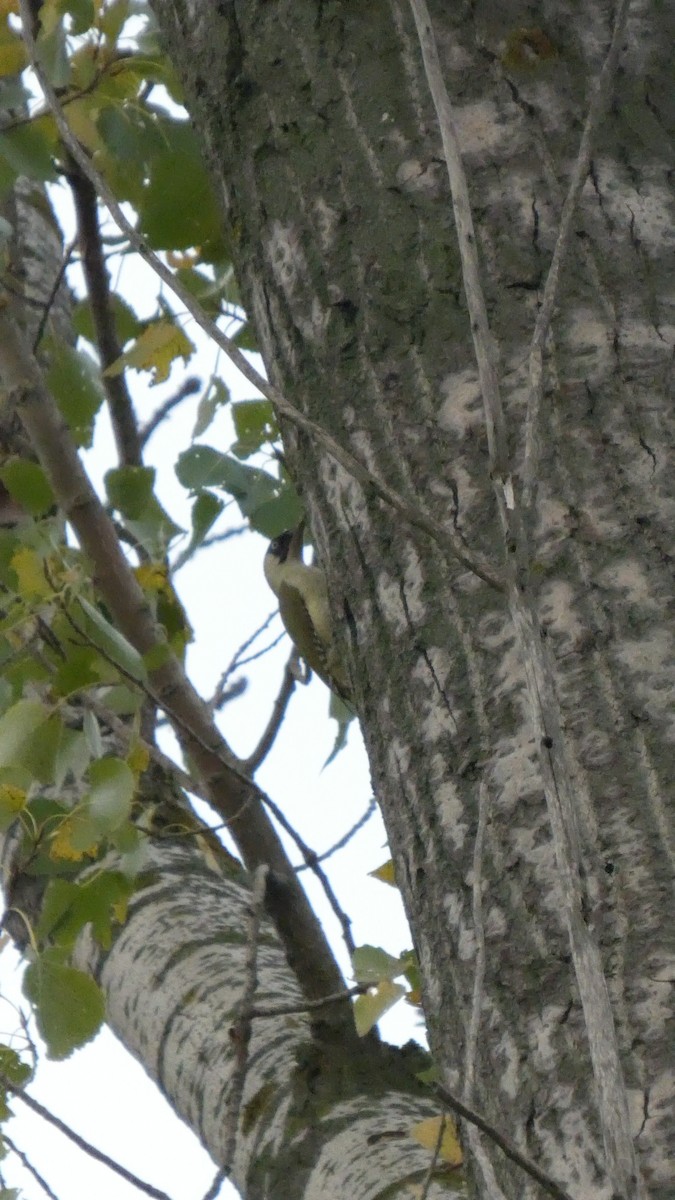 Eurasian Green Woodpecker - ML644927427