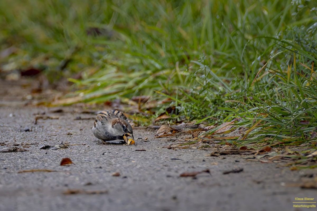 House Sparrow - ML644927428