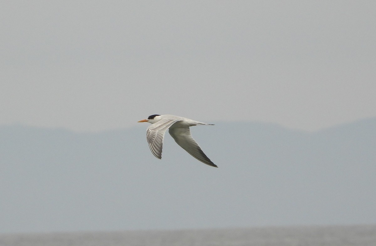 Elegant Tern - ML644927430