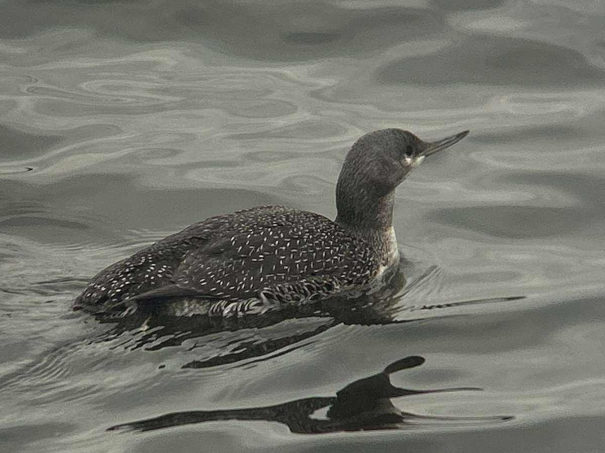 potáplice malá - ML644927447