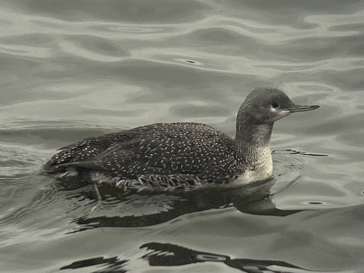 potáplice malá - ML644927448