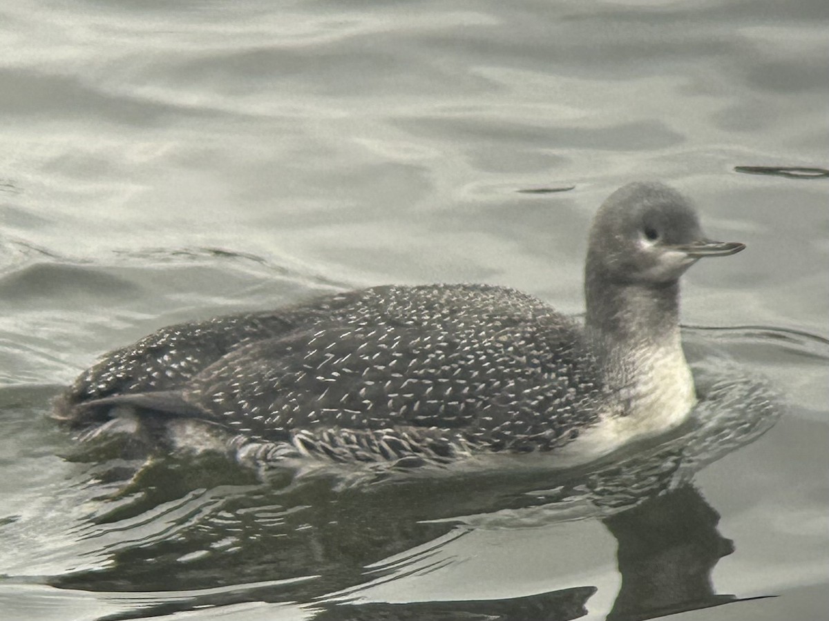 potáplice malá - ML644927449