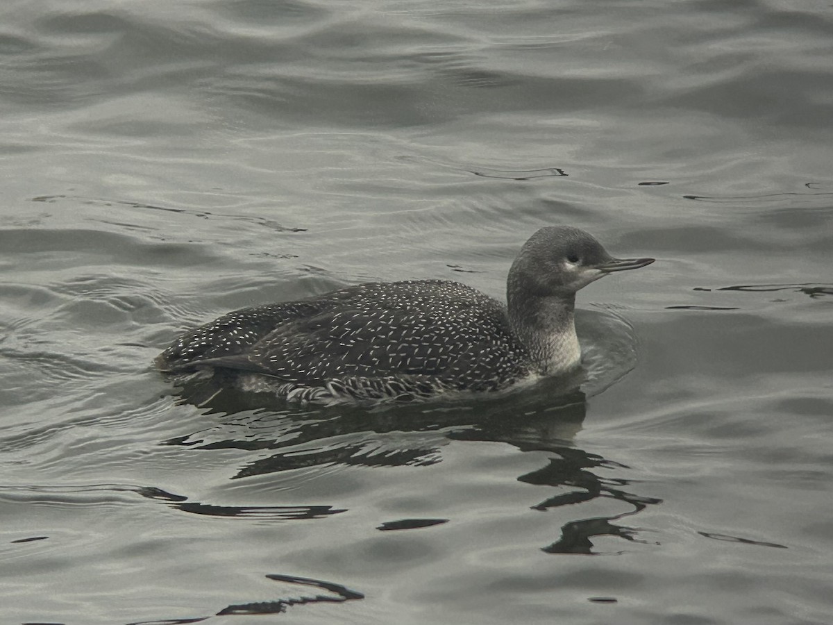 potáplice malá - ML644927450