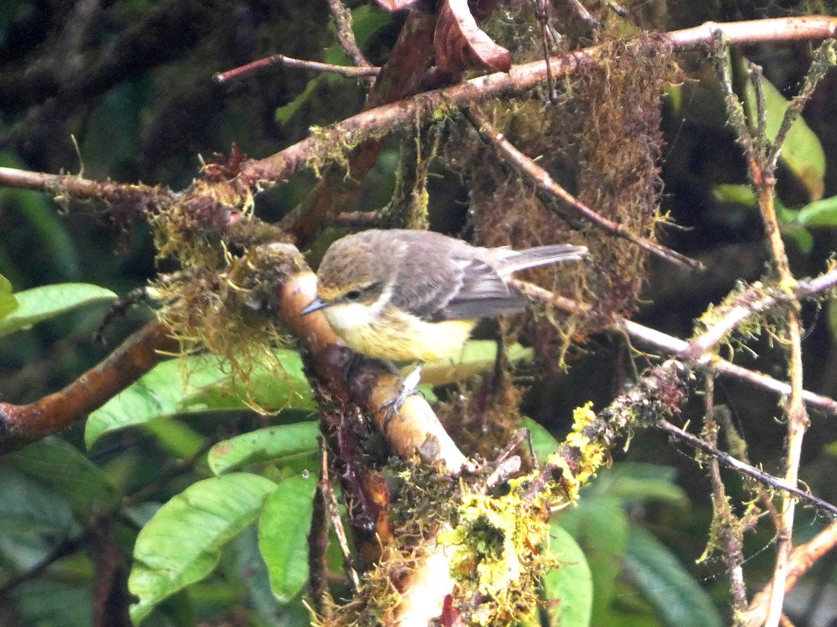 Brujo Flycatcher - ML644927494