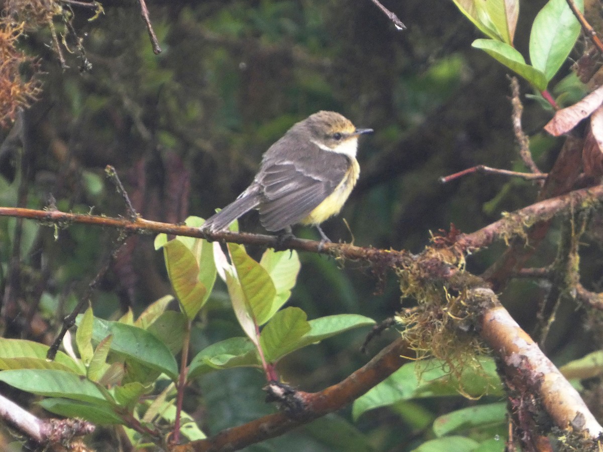 Brujo Flycatcher - ML644927514