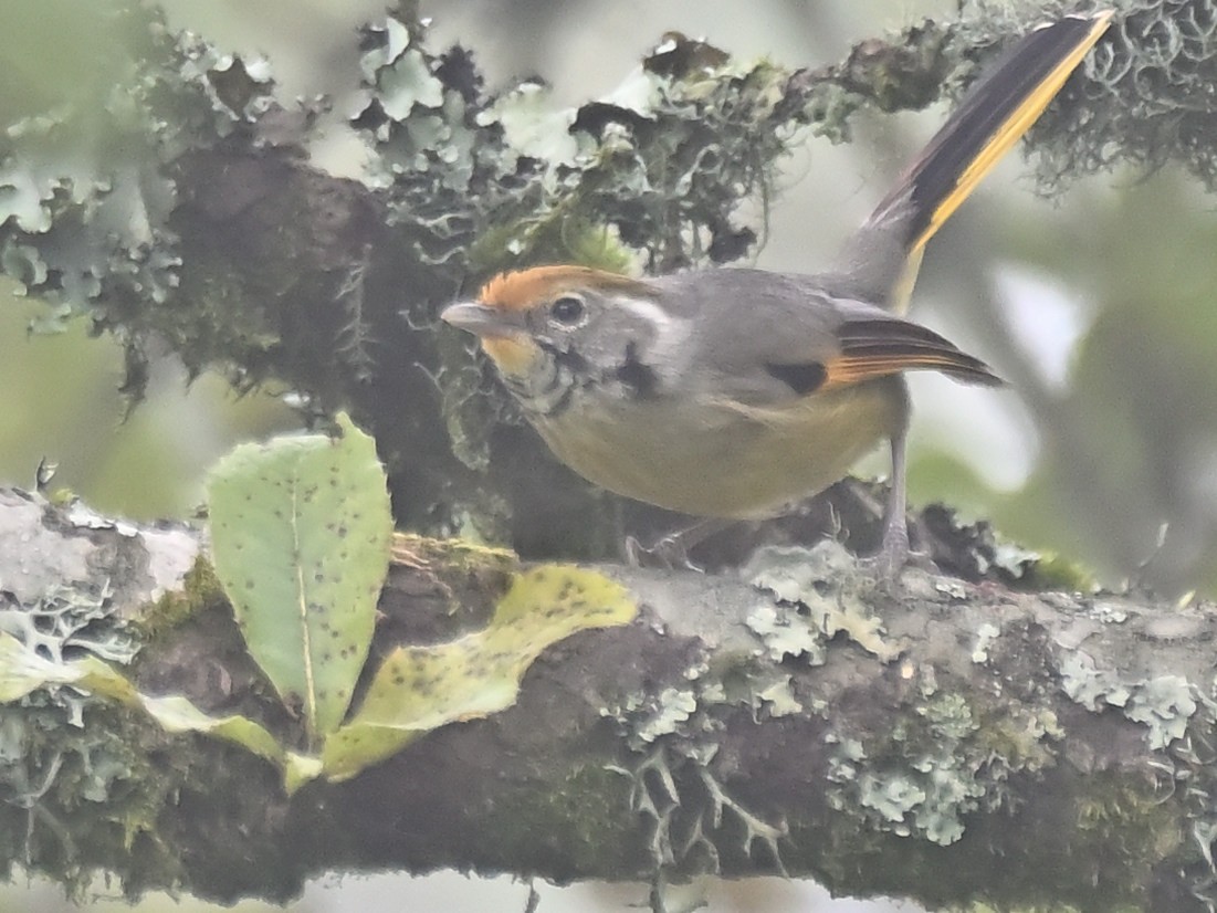 Chestnut-tailed Minla - ML644927518