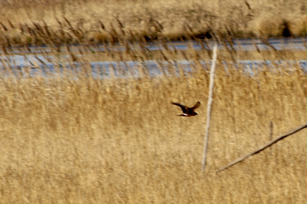 Northern Harrier - ML644927527