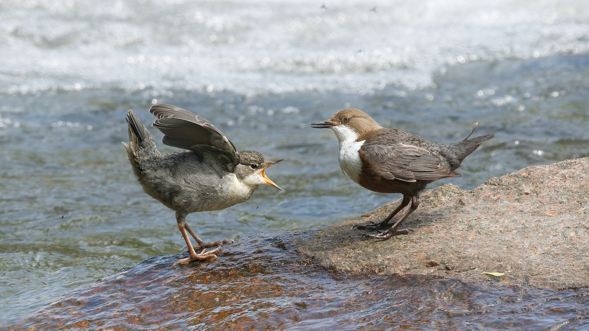אמודאי הנחלים - ML644927536