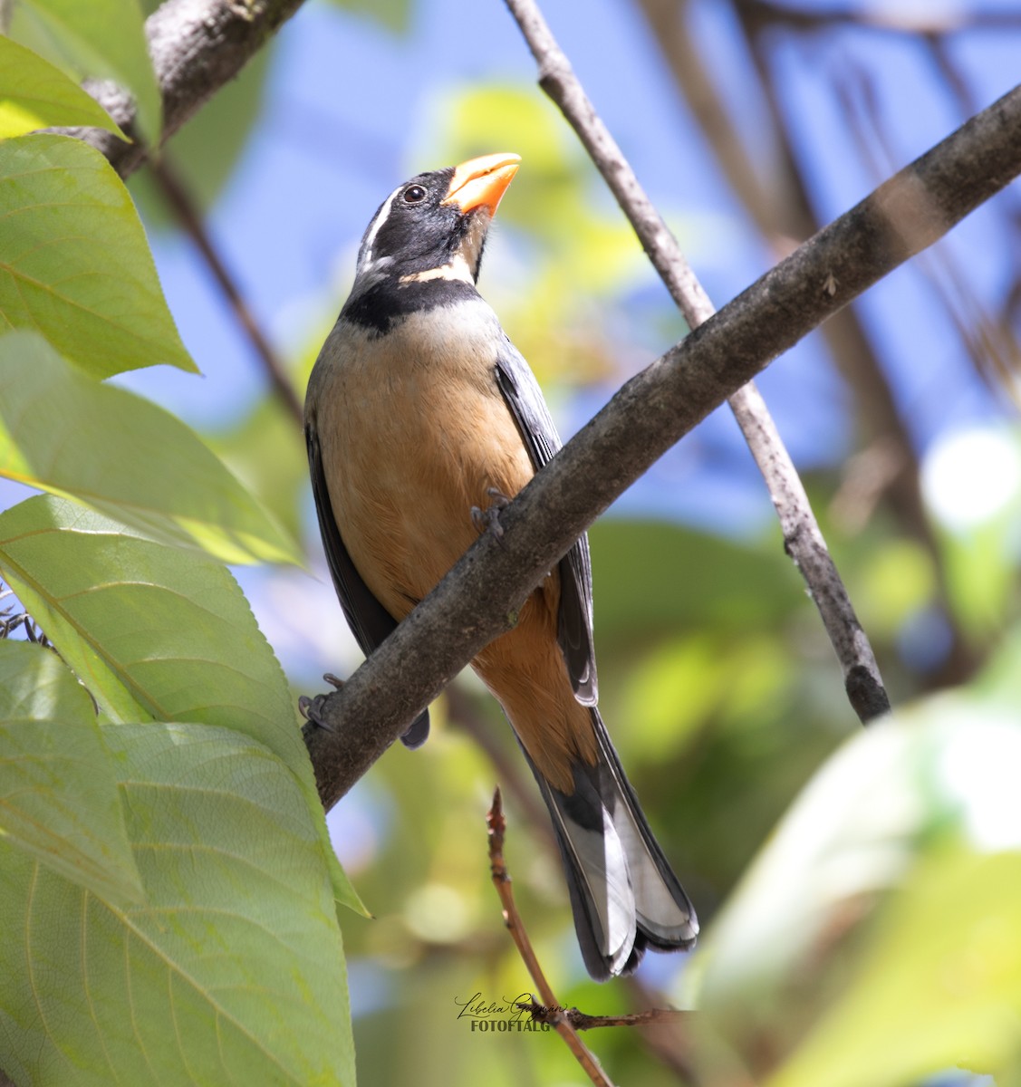 oransjenebbsaltator - ML644927538