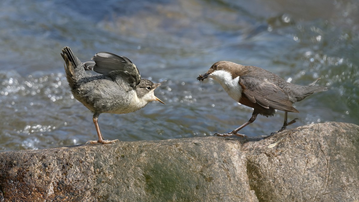 אמודאי הנחלים - ML644927540