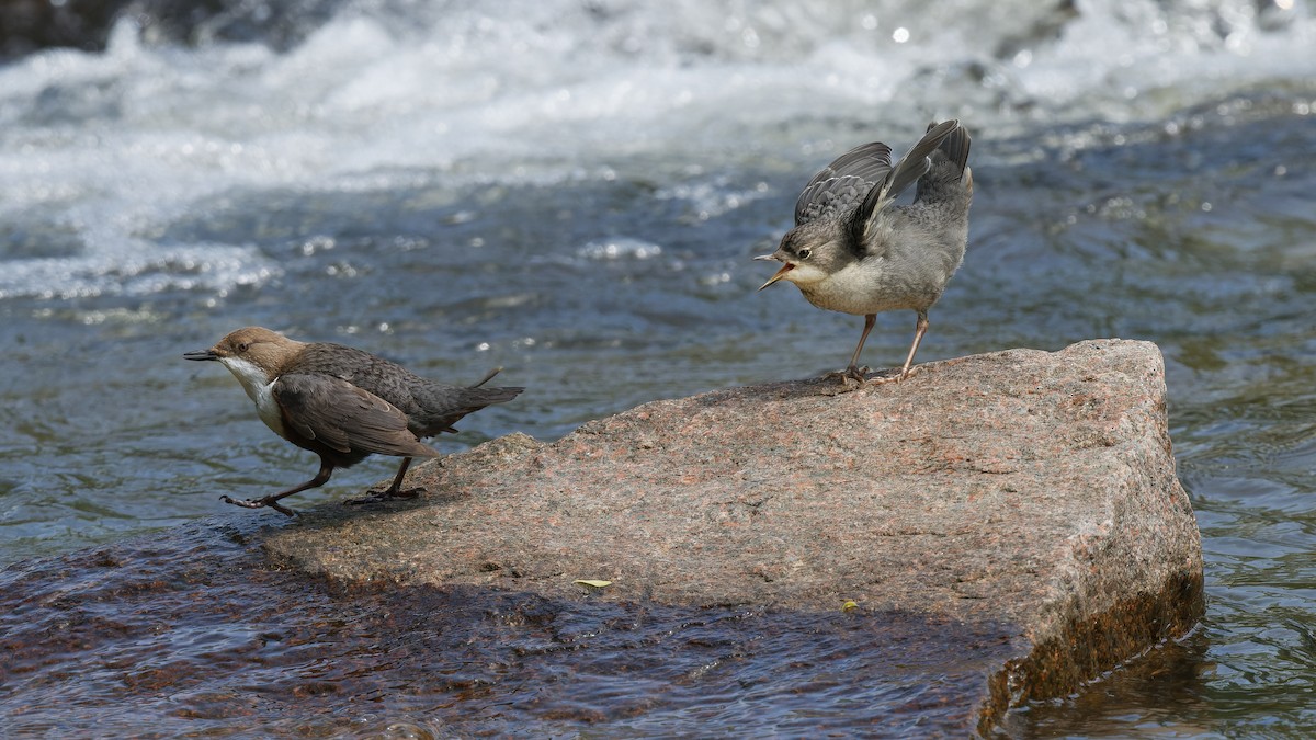 אמודאי הנחלים - ML644927541