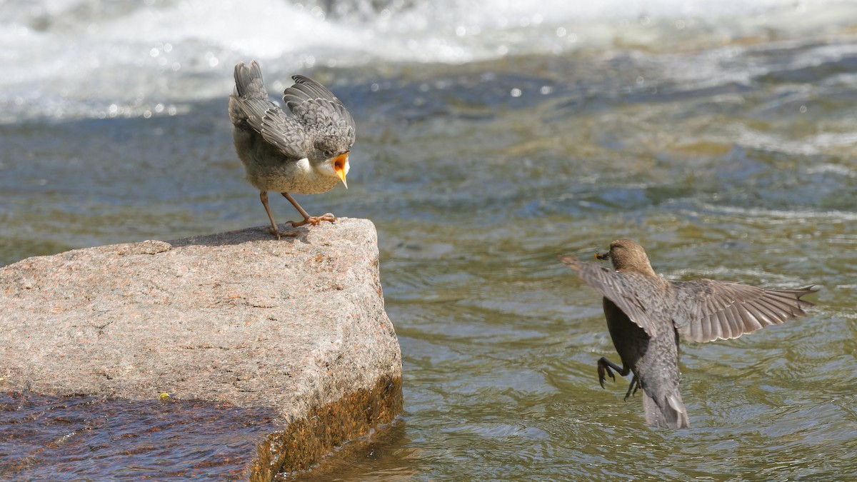אמודאי הנחלים - ML644927544
