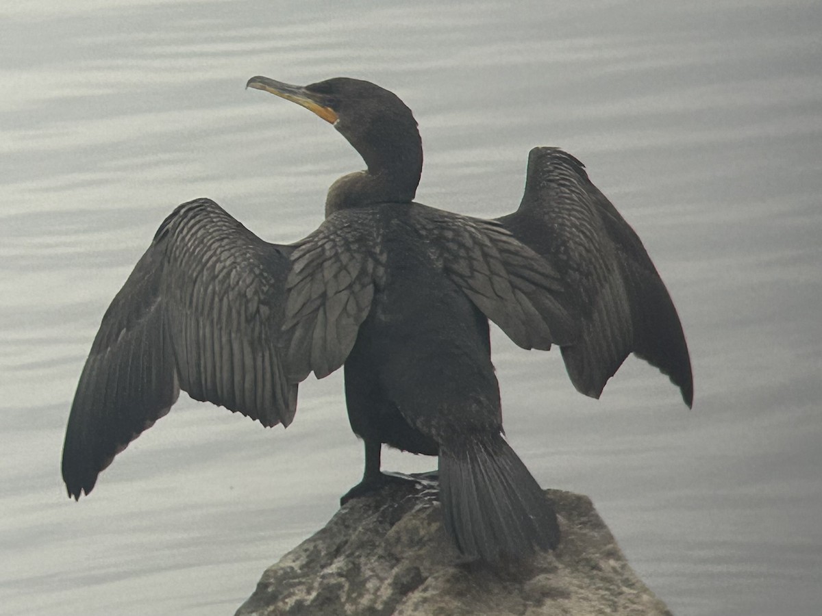 kormorán ušatý - ML644927552