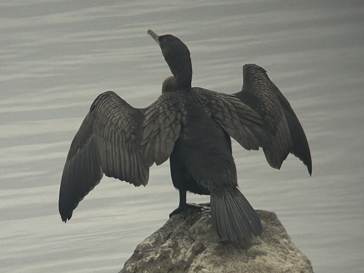 kormorán ušatý - ML644927553