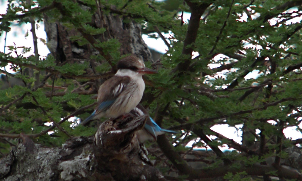 Striped Kingfisher - ML644927557