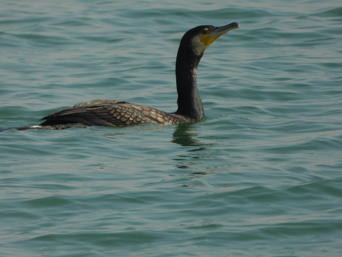 Great Cormorant - ML644927580