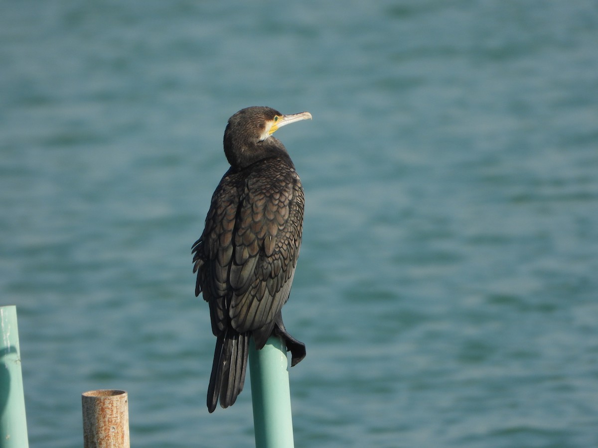 Great Cormorant - ML644927581