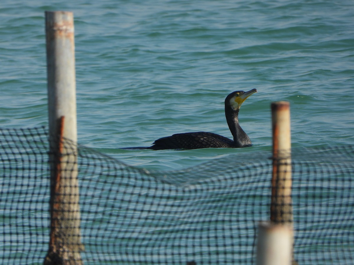 Great Cormorant - ML644927582