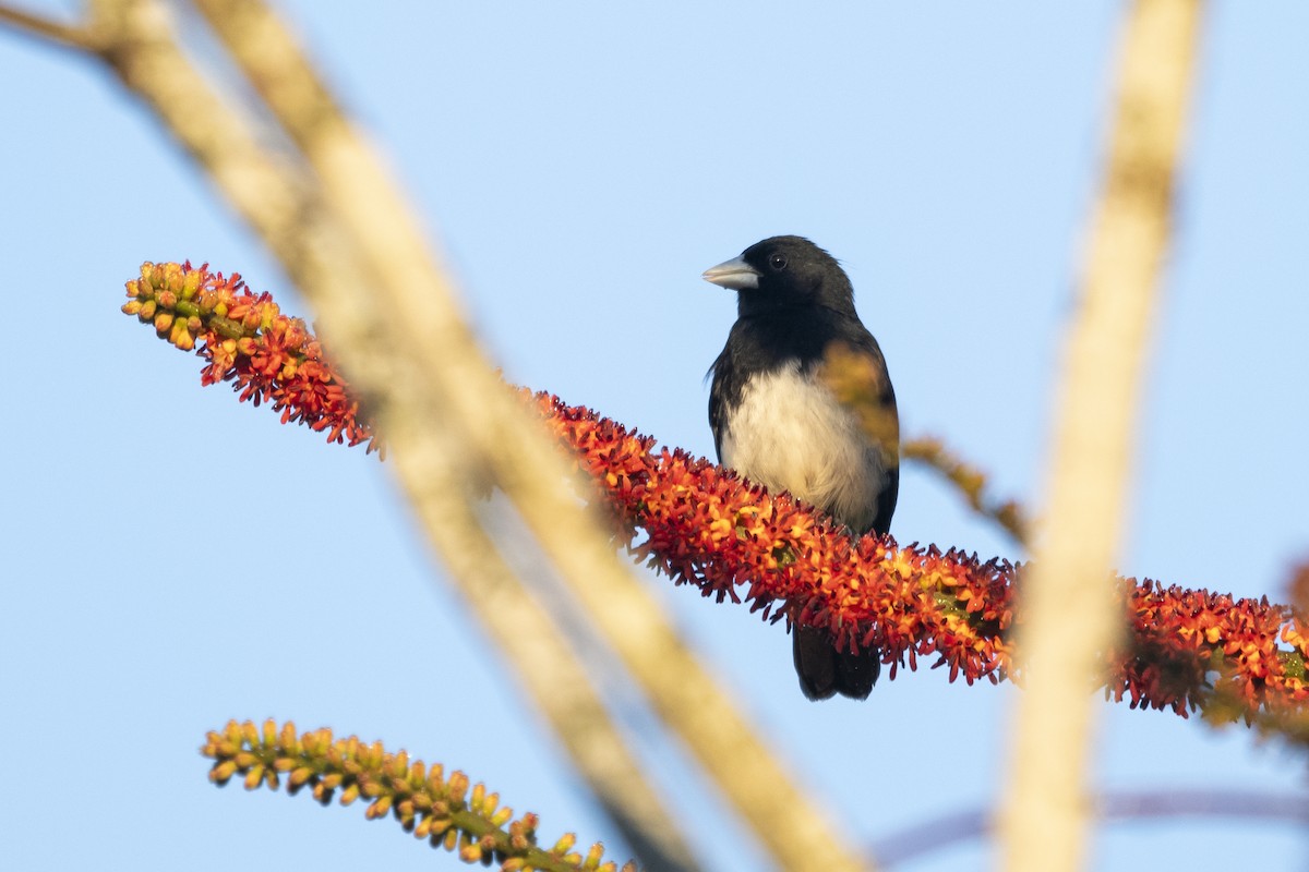 Cone-billed Tanager - ML644927593