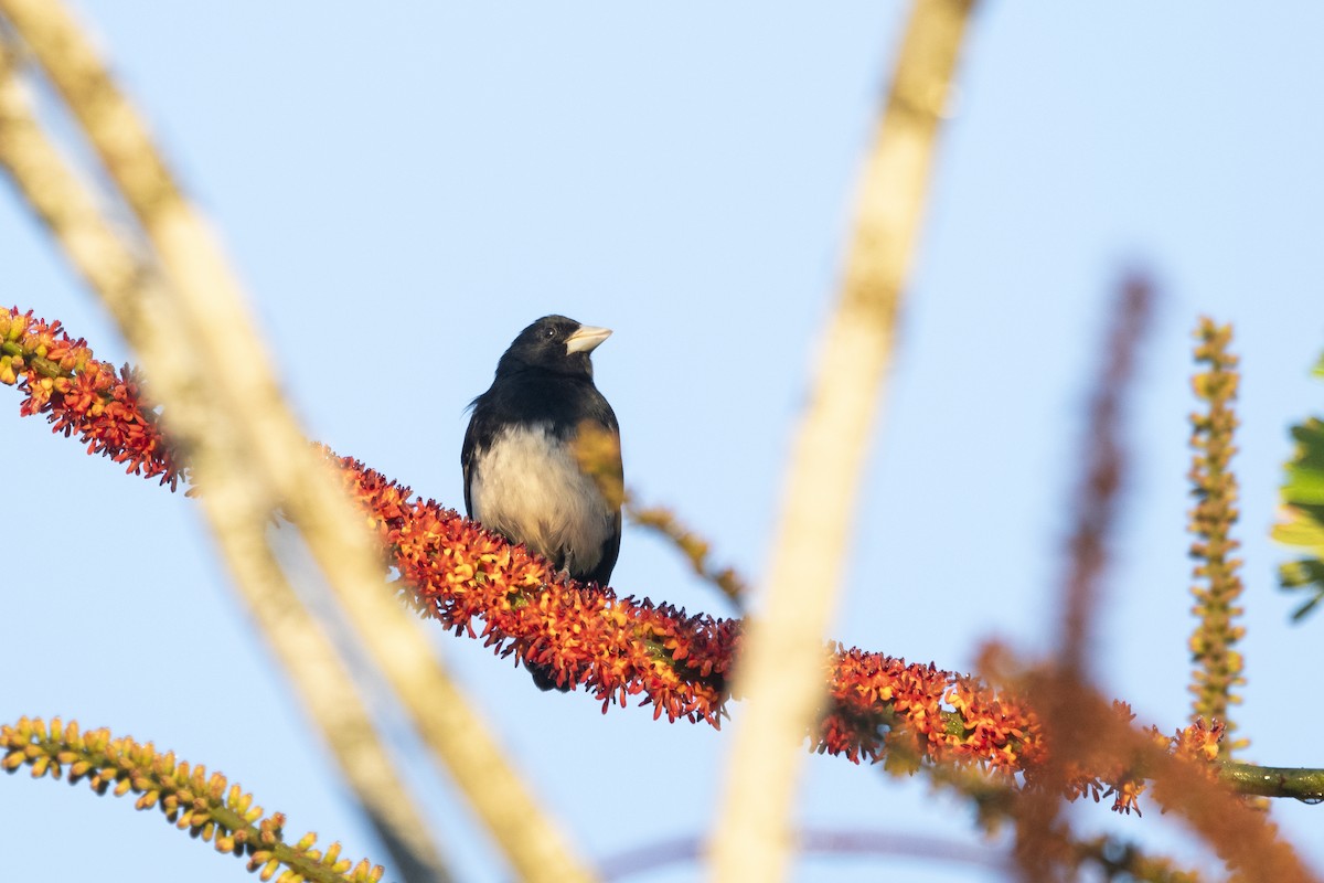 Cone-billed Tanager - ML644927594