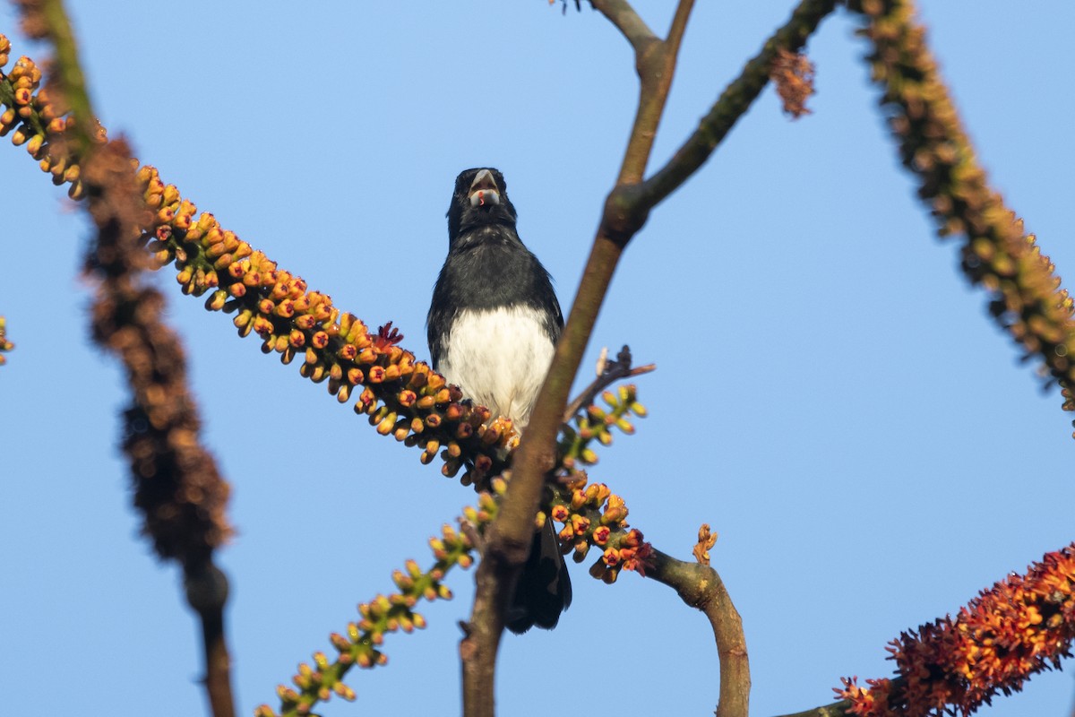 Cone-billed Tanager - ML644927595