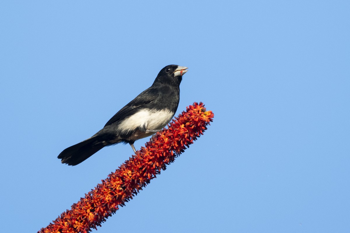 Cone-billed Tanager - ML644927597
