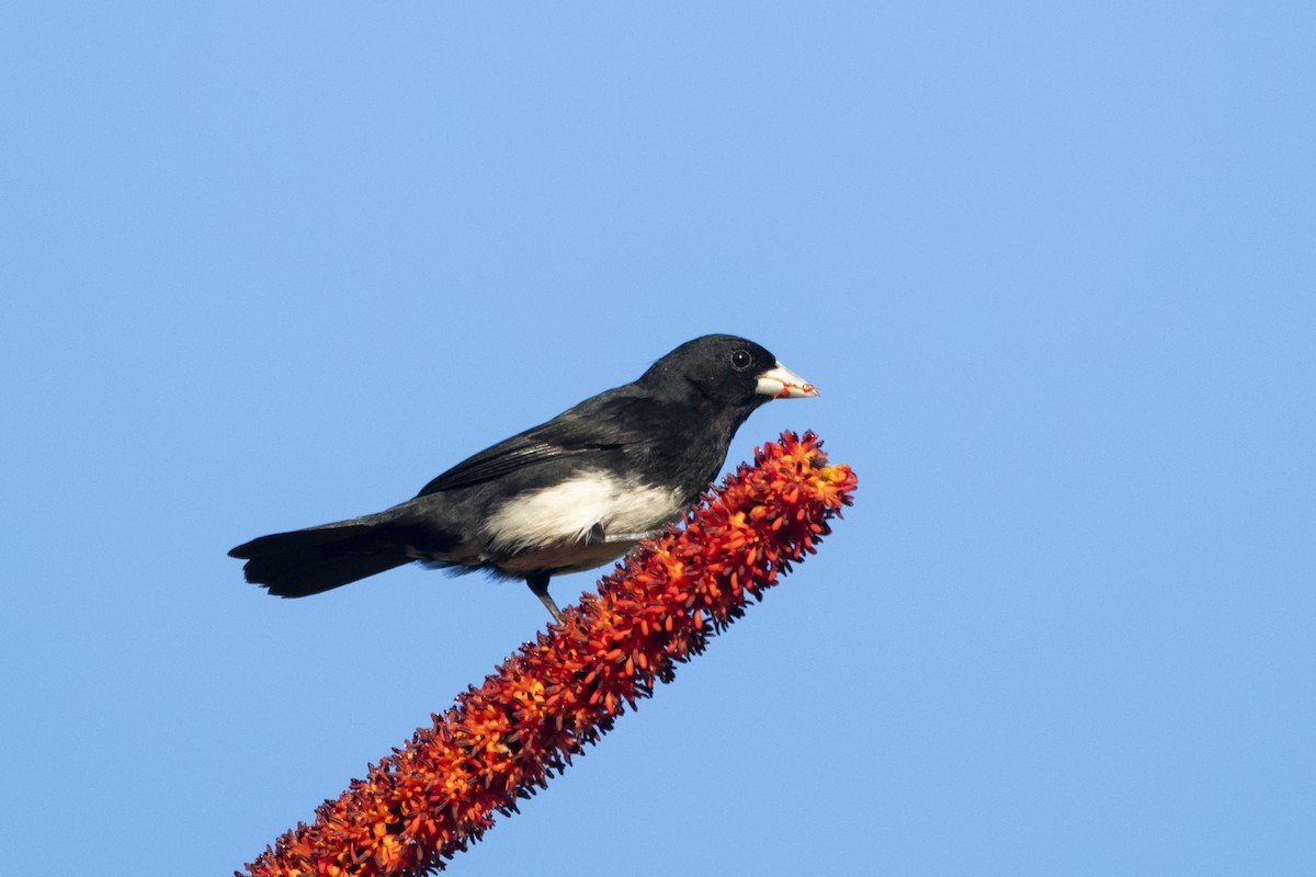 Cone-billed Tanager - ML644927598