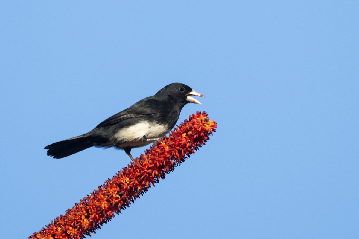 Cone-billed Tanager - ML644927599